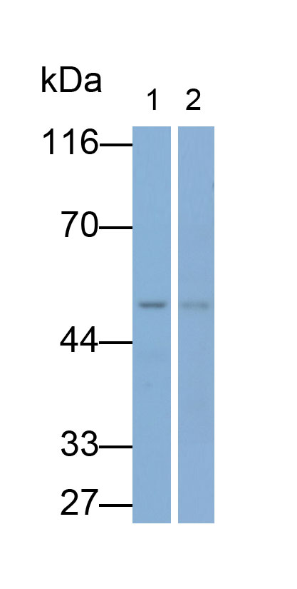 5586