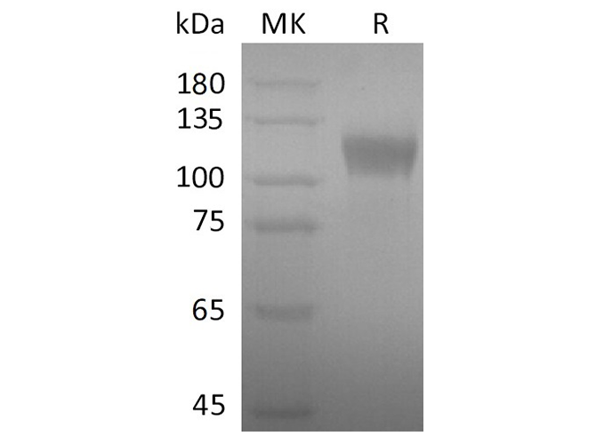 Валидация Elabscience PKSR030481(5786)
