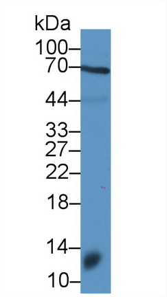 12590