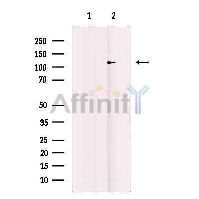 Валидация Affinity AF4619 - 2231