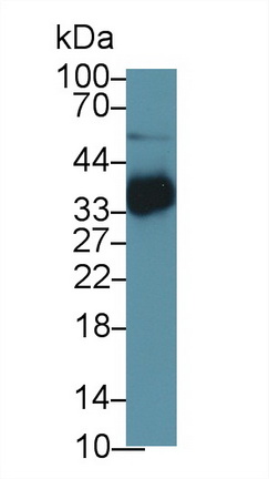 13007