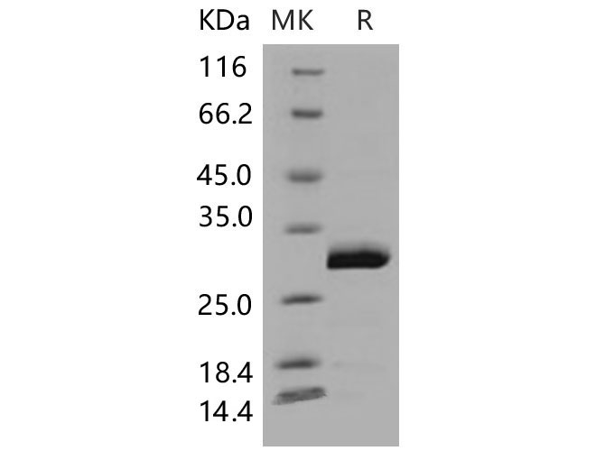 Валидация Elabscience PKSM040544(4534)