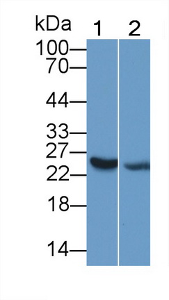 40533