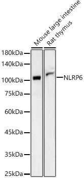 Валидация Elabscience E-AB-93137