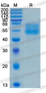 Валидация AntibodySystem AHD14201