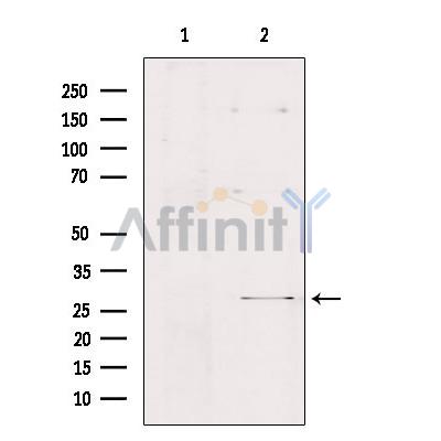 Валидация Affinity DF9084 - 21367