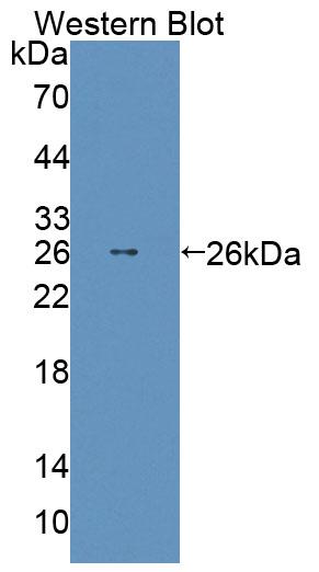 59509