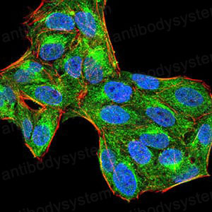 Валидация IF - AntibodySystem RHD82803