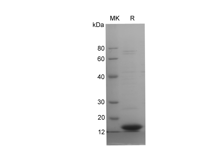 Валидация Elabscience PDEM100273(604)