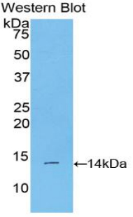 38620