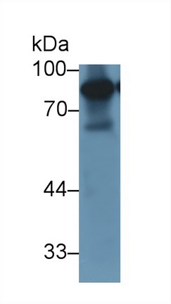 13462