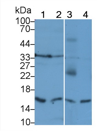 21403