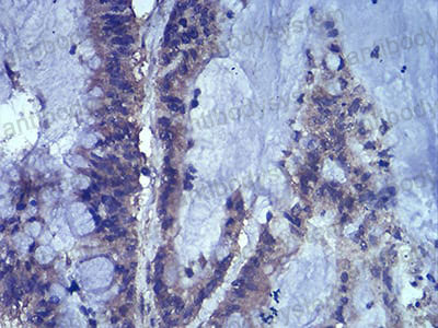 Валидация AntibodySystem RHJ78303 (3546)