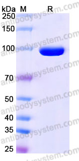 EHG66102, SDS-PAGE