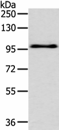 Валидация Elabscience E-AB-19327