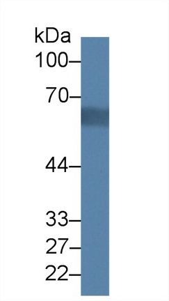 14460