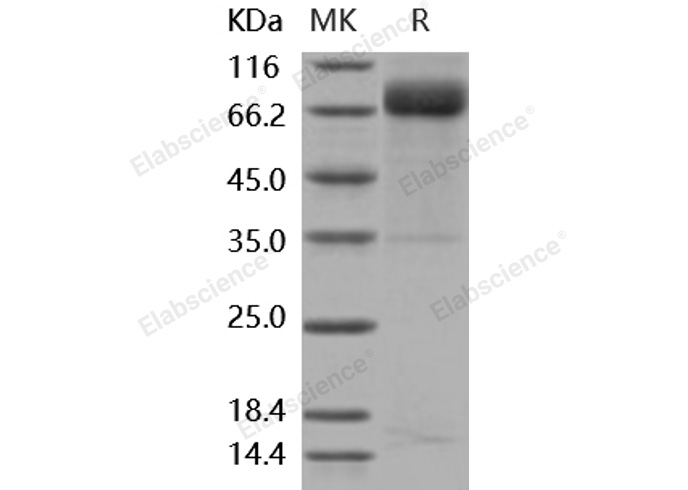 Валидация Elabscience PKSM040889(4841)