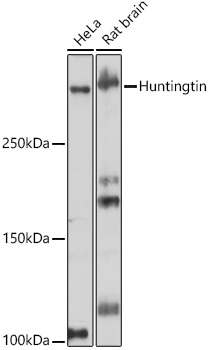 [KO Validated] Huntingtin Rabbit mAb, вестерн-блоттинг, различные лизаты (7547)