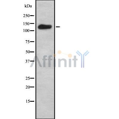 Валидация Affinity DF8917 - 21050