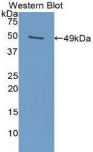 39449
