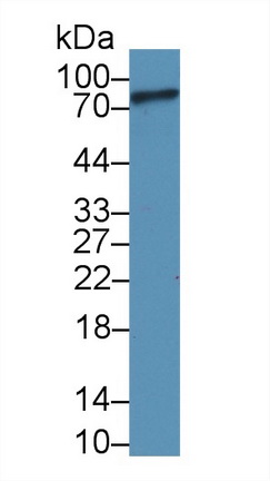 9785