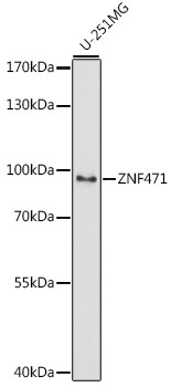 Валидация Elabscience E-AB-66853