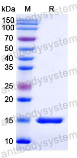 Валидация SDS-PAGE - AntibodySystem RHD17401