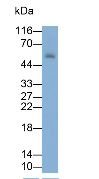 32074
