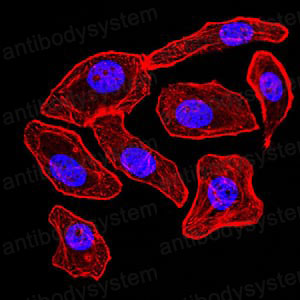 Валидация IF - AntibodySystem RHD25003 (578)