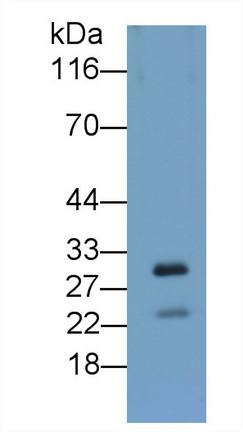 26053