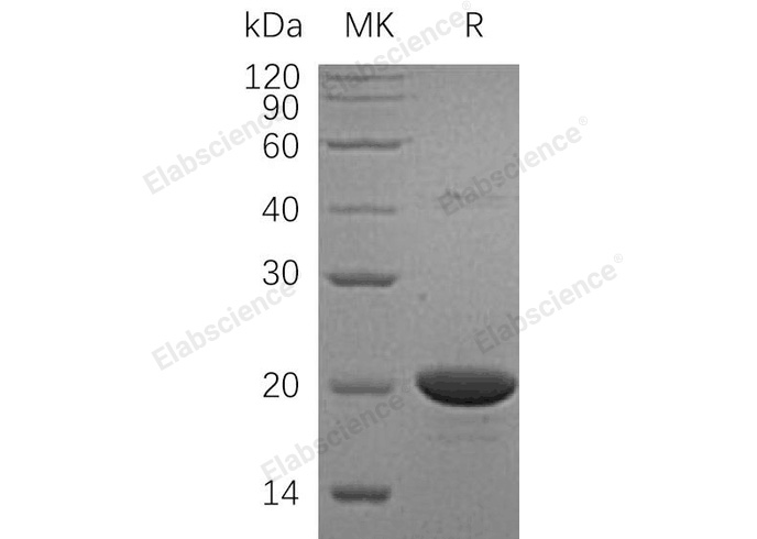 Валидация Elabscience PKSH032830(3244)