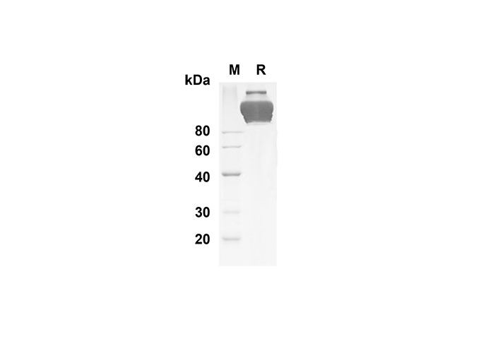 Валидация Elabscience PDMH100192(828)