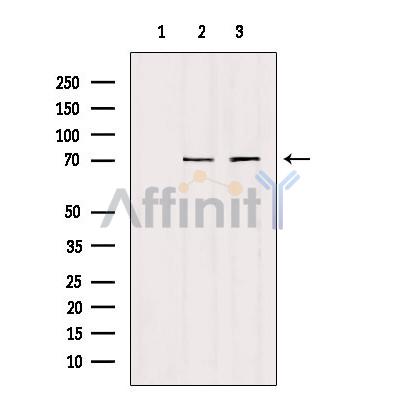Валидация Affinity DF9570 - 22247