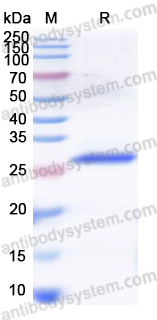 Валидация AntibodySystem YHJ34101