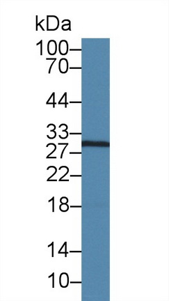 10324