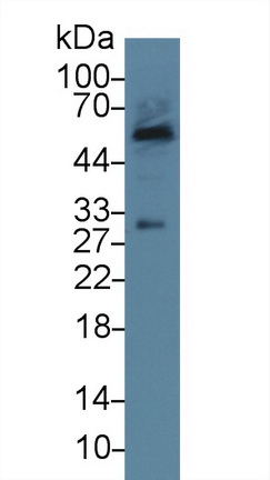 13908