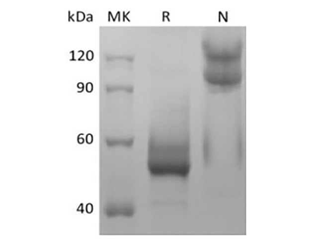 Валидация Elabscience PKSM041431(5306)