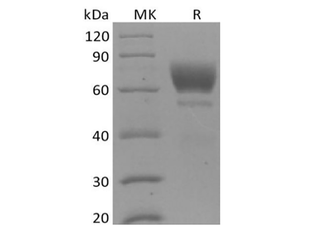 Валидация Elabscience PKSM041410(5285)