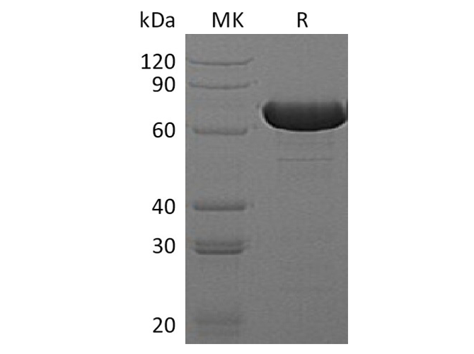 Валидация Elabscience PKSQ050059(5428)