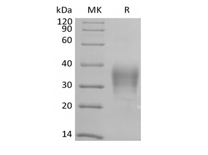 Валидация Elabscience PKSH033941(4170)