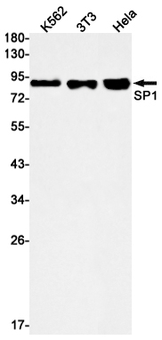 Валидация AssayVector ARM2654(4955)