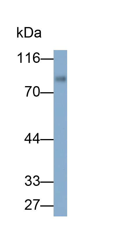 33158