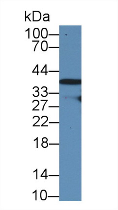 8288