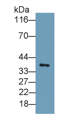 53137
