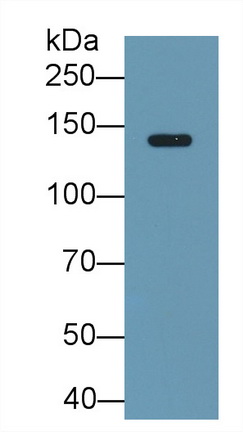 10675
