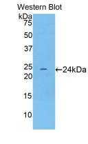 50712