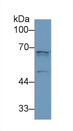 13403