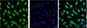 Валидация IF - AntibodySystem RHC10013