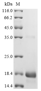SDS-PAGE