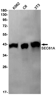 Валидация WB - AssayVector ARM1485 (487)